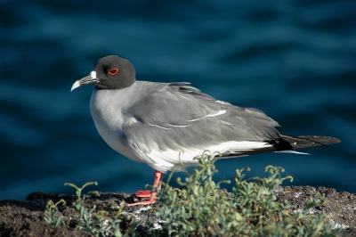 <i class='fa fa-user'></i>&nbsp;Gerard Visser&nbsp;|   Zwaluwstaartmeeuw&nbsp; <i class='fa fa-eye'>&nbsp;296</i> &nbsp; <i class='fa fa-comment-o'>&nbsp;8</i>