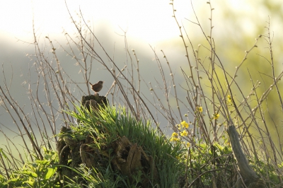 <i class='fa fa-user'></i>&nbsp;dick renes&nbsp;|   Winterkoning&nbsp; <i class='fa fa-eye'>&nbsp;367</i> &nbsp;<i class='fa fa-thumbs-up'>&nbsp;6</i> &nbsp; <i class='fa fa-comment-o'>&nbsp;9</i>