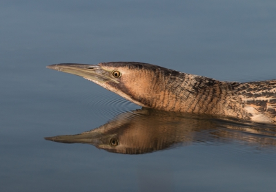 <i class='fa fa-user'></i>&nbsp;Kiel01&nbsp;|   Roerdomp&nbsp; <i class='fa fa-eye'>&nbsp;768</i> &nbsp;<i class='fa fa-thumbs-up'>&nbsp;15</i> &nbsp; <i class='fa fa-comment-o'>&nbsp;23</i>