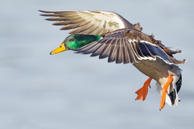 <i class='fa fa-user'></i>&nbsp;palombian&nbsp;|   Wilde Eend&nbsp; <i class='fa fa-eye'>&nbsp;215</i> &nbsp;<i class='fa fa-thumbs-up'>&nbsp;3</i> &nbsp; <i class='fa fa-comment-o'>&nbsp;11</i>