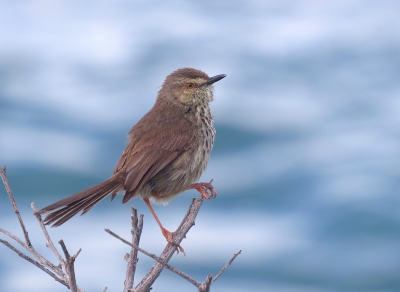 <i class='fa fa-user'></i>&nbsp;sieb&nbsp;|   Karooprinia&nbsp; <i class='fa fa-eye'>&nbsp;401</i> &nbsp;<i class='fa fa-thumbs-up'>&nbsp;4</i> &nbsp; <i class='fa fa-comment-o'>&nbsp;16</i>