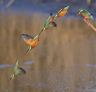 Dat de ijsvogel een zeer snelle jager is mag duidelijk zijn dus
om dat in beeld weer te geven heb ik deze serie foto's gestapeld waarin alle bewegingen die ze hier maakt ook mooi te zien zijn.
Het is bewonderenswaardig wat dit diertje presteert.