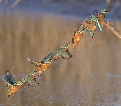 Bij deze opnameserie is mooi te zien dat de ijsvogel aanzienlijk meer moeite moet doen om weer terug te komen op de plaats van vertrek.
Overigens duurt de hele actie slechts een paar seconden. Een geweldige prestatie van dit diertje.