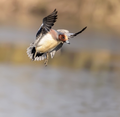 <i class='fa fa-user'></i>&nbsp;woodl&nbsp;|   Smient&nbsp; <i class='fa fa-eye'>&nbsp;185</i> &nbsp;<i class='fa fa-thumbs-up'>&nbsp;4</i> &nbsp; <i class='fa fa-comment-o'>&nbsp;10</i>