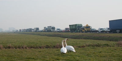 <i class='fa fa-user'></i>&nbsp;P.Teune&nbsp;|   Knobbelzwaan&nbsp; <i class='fa fa-eye'>&nbsp;436</i> &nbsp;<i class='fa fa-thumbs-up'>&nbsp;7</i> &nbsp; <i class='fa fa-comment-o'>&nbsp;18</i>