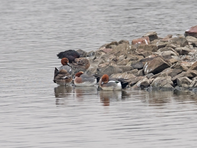 Klein groepje smienten op het eilandje in de Starrevaart met achter de smienten een kleumende zwarte ibis.