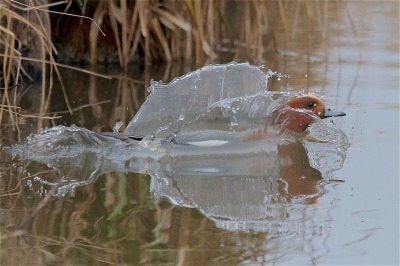 <i class='fa fa-user'></i>&nbsp;Harry Jamont&nbsp;|   Smient&nbsp; <i class='fa fa-eye'>&nbsp;338</i> &nbsp;<i class='fa fa-thumbs-up'>&nbsp;8</i> &nbsp; <i class='fa fa-comment-o'>&nbsp;13</i>