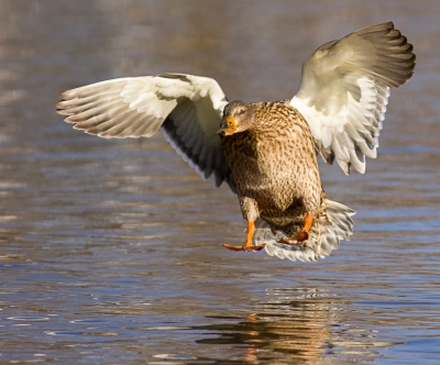 <i class='fa fa-user'></i>&nbsp;hansgans&nbsp;|   Wilde Eend&nbsp; <i class='fa fa-eye'>&nbsp;271</i> &nbsp;<i class='fa fa-thumbs-up'>&nbsp;8</i> &nbsp; <i class='fa fa-comment-o'>&nbsp;8</i>