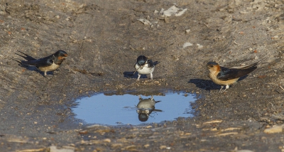 Three of a kind.

Best bijzonder net als in de ANWB vogelgids, drie soorten op 1 foto.
Kon alleen de drie namen niet invullen, dan kreeg ik een foutmelding dat de namen niet overeenstemden.