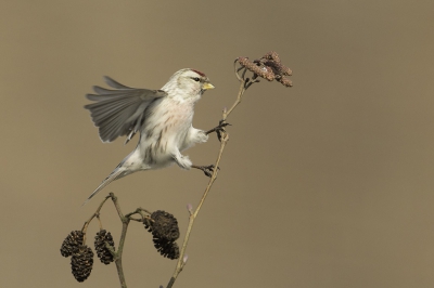 Zon groep Barmsijsen wilde ik toch ook wel graag bewonderen.
Dus Zondag naar Arnhem gereden en een poosje kunnen genieten van deze mooie vogeltjes.
Hier een foto van de "uitblinker" van de groep nl de Witstuitbarmsijs.