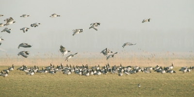 <i class='fa fa-user'></i>&nbsp;luutgroeneveld&nbsp;|   Brandgans&nbsp; <i class='fa fa-eye'>&nbsp;150</i> &nbsp; <i class='fa fa-comment-o'>&nbsp;9</i>