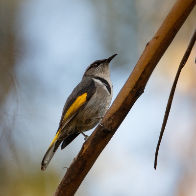 <i class='fa fa-user'></i>&nbsp;Kees de Jager&nbsp;|   Goudvleugelhoningeter&nbsp; <i class='fa fa-eye'>&nbsp;248</i> &nbsp; <i class='fa fa-comment-o'>&nbsp;3</i>