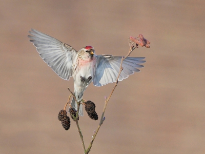 <i class='fa fa-user'></i>&nbsp;corvanspijk&nbsp;|   Grote Barmsijs&nbsp; <i class='fa fa-eye'>&nbsp;636</i> &nbsp;<i class='fa fa-thumbs-up'>&nbsp;3</i> &nbsp; <i class='fa fa-comment-o'>&nbsp;5</i>