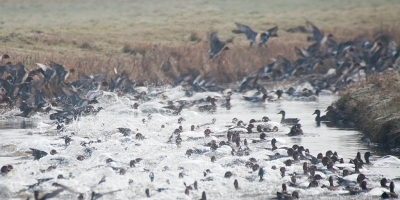 <i class='fa fa-user'></i>&nbsp;P.Teune&nbsp;|   Smient&nbsp; <i class='fa fa-eye'>&nbsp;173</i> &nbsp;<i class='fa fa-thumbs-up'>&nbsp;1</i> &nbsp; <i class='fa fa-comment-o'>&nbsp;9</i>