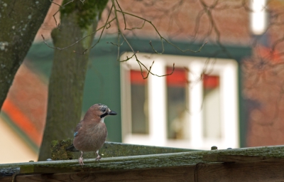 Voor mijn project "Vogels in mijn wijk" ben ik dagelijks op zoek naar leuke soorten en/of leuke achtergronden. Deze opname heb ik gemaakt vanuit de achterdeur van ons huis.