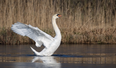 We zijn in de middag even wandelen in de buurt s Gravenland , en daar wat mooie fotos gemaakt waarvan ik deze wel mooi vond qua houding.
