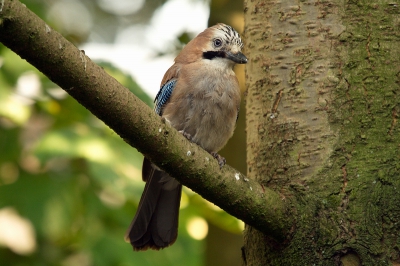 Deze foto heb ik genomen vanaf statief achter in de tuin.
Waren er meerdere en deze bleef tot mijn verbazing rustig zitten.