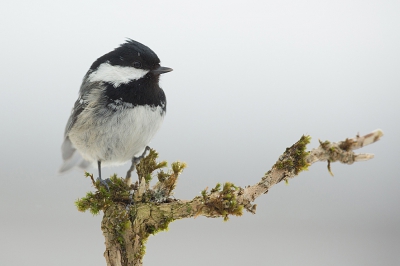 <i class='fa fa-user'></i>&nbsp;Annie Keizer&nbsp;|   Zwarte Mees&nbsp; <i class='fa fa-eye'>&nbsp;496</i> &nbsp;<i class='fa fa-thumbs-up'>&nbsp;13</i> &nbsp; <i class='fa fa-comment-o'>&nbsp;18</i>