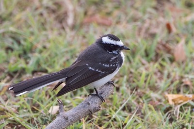 <i class='fa fa-user'></i>&nbsp;martin lok&nbsp;|   Indische Waaierstaart&nbsp; <i class='fa fa-eye'>&nbsp;235</i> &nbsp; <i class='fa fa-comment-o'>&nbsp;0</i>