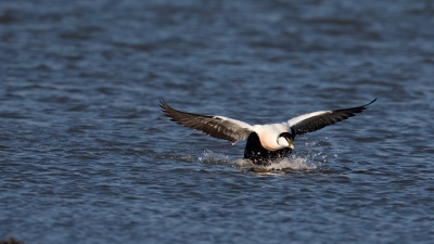 <i class='fa fa-user'></i>&nbsp;Bouke Atema&nbsp;|   Eider&nbsp; <i class='fa fa-eye'>&nbsp;145</i> &nbsp;<i class='fa fa-thumbs-up'>&nbsp;2</i> &nbsp; <i class='fa fa-comment-o'>&nbsp;10</i>