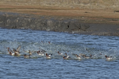 Een grote groep smienten bivakkeerde wat op de oever om vervolgens plotseling massaal het water te kiezen.