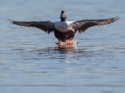 <i class='fa fa-user'></i>&nbsp;Bert Snijder&nbsp;|   Slobeend&nbsp; <i class='fa fa-eye'>&nbsp;141</i> &nbsp; <i class='fa fa-comment-o'>&nbsp;8</i>