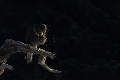 <i class='fa fa-user'></i>&nbsp;Alex Roetemeijer&nbsp;|   Buizerd&nbsp; <i class='fa fa-eye'>&nbsp;375</i> &nbsp;<i class='fa fa-thumbs-up'>&nbsp;3</i> &nbsp; <i class='fa fa-comment-o'>&nbsp;4</i>