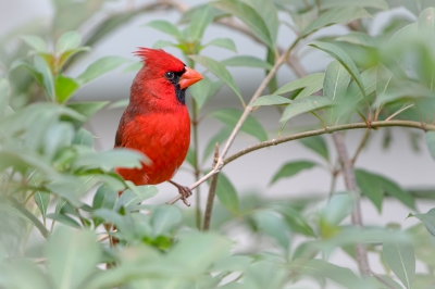 <i class='fa fa-user'></i>&nbsp;Hans Overduin&nbsp;|   Rode Kardinaal&nbsp; <i class='fa fa-eye'>&nbsp;499</i> &nbsp;<i class='fa fa-thumbs-up'>&nbsp;4</i> &nbsp; <i class='fa fa-comment-o'>&nbsp;11</i>