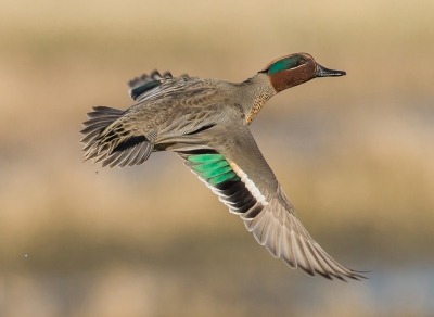 <i class='fa fa-user'></i>&nbsp;tjitte&nbsp;|   Wintertaling&nbsp; <i class='fa fa-eye'>&nbsp;615</i> &nbsp;<i class='fa fa-thumbs-up'>&nbsp;7</i> &nbsp; <i class='fa fa-comment-o'>&nbsp;12</i>