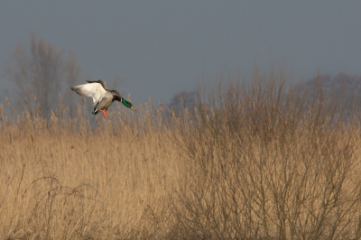 <i class='fa fa-user'></i>&nbsp;Truus Aletta Maan&nbsp;|   Wilde Eend&nbsp; <i class='fa fa-eye'>&nbsp;204</i> &nbsp;<i class='fa fa-thumbs-up'>&nbsp;2</i> &nbsp; <i class='fa fa-comment-o'>&nbsp;13</i>