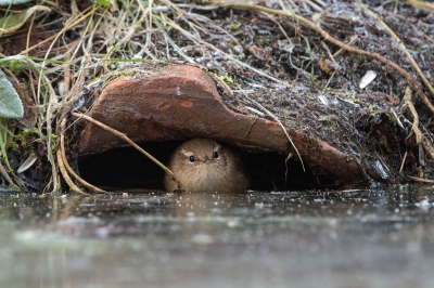 <i class='fa fa-user'></i>&nbsp;martin lok&nbsp;|   Winterkoning&nbsp; <i class='fa fa-eye'>&nbsp;643</i> &nbsp;<i class='fa fa-thumbs-up'>&nbsp;5</i> &nbsp; <i class='fa fa-comment-o'>&nbsp;10</i>