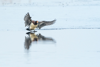 <i class='fa fa-user'></i>&nbsp;Ruud Scherpenisse&nbsp;|   Smient&nbsp; <i class='fa fa-eye'>&nbsp;148</i> &nbsp; <i class='fa fa-comment-o'>&nbsp;11</i>