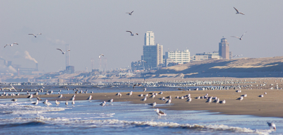 Zon, zee, een hoop meeuwen en wat horizonvervuiling