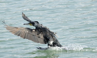 <i class='fa fa-user'></i>&nbsp;josephine&nbsp;|   Aalscholver&nbsp; <i class='fa fa-eye'>&nbsp;152</i> &nbsp;<i class='fa fa-thumbs-up'>&nbsp;3</i> &nbsp; <i class='fa fa-comment-o'>&nbsp;8</i>