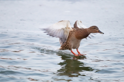 <i class='fa fa-user'></i>&nbsp;Alex Roetemeijer&nbsp;|   Wilde Eend&nbsp; <i class='fa fa-eye'>&nbsp;286</i> &nbsp;<i class='fa fa-thumbs-up'>&nbsp;12</i> &nbsp; <i class='fa fa-comment-o'>&nbsp;13</i>