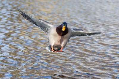 <i class='fa fa-user'></i>&nbsp;Vincent Vuik&nbsp;|   Wilde Eend&nbsp; <i class='fa fa-eye'>&nbsp;169</i> &nbsp;<i class='fa fa-thumbs-up'>&nbsp;2</i> &nbsp; <i class='fa fa-comment-o'>&nbsp;8</i>