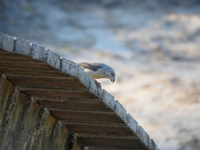 <i class='fa fa-user'></i>&nbsp;corvanspijk&nbsp;|   Grote Kruisbek&nbsp; <i class='fa fa-eye'>&nbsp;513</i> &nbsp;<i class='fa fa-thumbs-up'>&nbsp;3</i> &nbsp; <i class='fa fa-comment-o'>&nbsp;12</i>