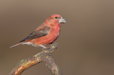 <i class='fa fa-user'></i>&nbsp;Hans Overduin&nbsp;|   Grote Kruisbek&nbsp; <i class='fa fa-eye'>&nbsp;672</i> &nbsp;<i class='fa fa-thumbs-up'>&nbsp;12</i> &nbsp; <i class='fa fa-comment-o'>&nbsp;9</i>