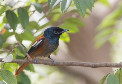 <i class='fa fa-user'></i>&nbsp;charlysax&nbsp;|   Afrikaanse Paradijsmonarch&nbsp; <i class='fa fa-eye'>&nbsp;259</i> &nbsp; <i class='fa fa-comment-o'>&nbsp;3</i>