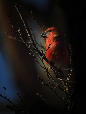 Getracht om bij de Grote Kruisbekken een wat andere foto te maken dan 'gewoon' een vogel op stok.
Daarom zoveel mogelijk gebruik gemaakt van de mogelijkheden die de omgeving van de bosvijver mij bood.
Een paar in de schaduw staande stammen in de achtergrond en een onderbelichting zorgde voor dit
 ongewone plaatje.