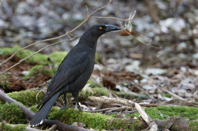 <i class='fa fa-user'></i>&nbsp;Kees de Jager&nbsp;|   Zwarte Klauwierkraai&nbsp; <i class='fa fa-eye'>&nbsp;194</i> &nbsp;<i class='fa fa-thumbs-up'>&nbsp;1</i> &nbsp; <i class='fa fa-comment-o'>&nbsp;0</i>