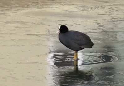 <i class='fa fa-user'></i>&nbsp;sieb&nbsp;|   Meerkoet&nbsp; <i class='fa fa-eye'>&nbsp;283</i> &nbsp;<i class='fa fa-thumbs-up'>&nbsp;2</i> &nbsp; <i class='fa fa-comment-o'>&nbsp;12</i>