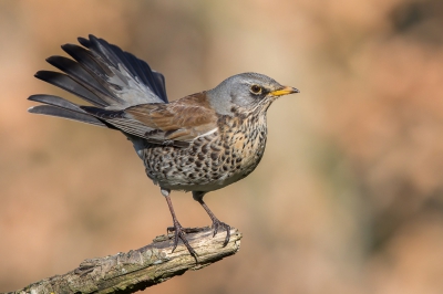 Ik ben de kramsvogels nog steeds niet beu. Ondertussen is de groep uitgebreid tot zo'n 16 exemplaren. Nu eentje die wat hogerop ging zitten.