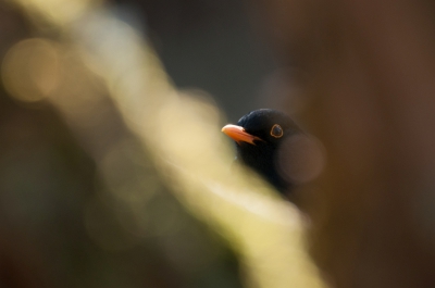 <i class='fa fa-user'></i>&nbsp;P.Teune&nbsp;|   Merel&nbsp; <i class='fa fa-eye'>&nbsp;280</i> &nbsp;<i class='fa fa-thumbs-up'>&nbsp;5</i> &nbsp; <i class='fa fa-comment-o'>&nbsp;6</i>