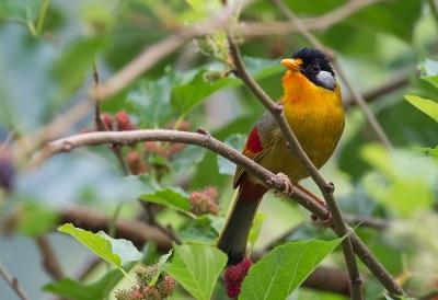 <i class='fa fa-user'></i>&nbsp;charlysax&nbsp;|   Zilveroortimalia&nbsp; <i class='fa fa-eye'>&nbsp;192</i> &nbsp; <i class='fa fa-comment-o'>&nbsp;0</i>