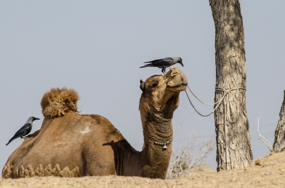 <i class='fa fa-user'></i>&nbsp;Eef Kieft&nbsp;|   Huiskraai&nbsp; <i class='fa fa-eye'>&nbsp;366</i> &nbsp;<i class='fa fa-thumbs-up'>&nbsp;5</i> &nbsp; <i class='fa fa-comment-o'>&nbsp;15</i>