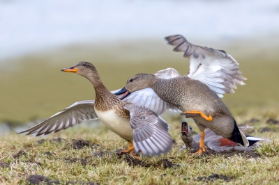 <i class='fa fa-user'></i>&nbsp;ep&nbsp;|   Krakeend&nbsp; <i class='fa fa-eye'>&nbsp;570</i> &nbsp;<i class='fa fa-thumbs-up'>&nbsp;12</i> &nbsp; <i class='fa fa-comment-o'>&nbsp;19</i>