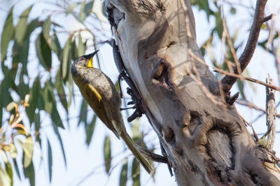 <i class='fa fa-user'></i>&nbsp;Kees de Jager&nbsp;|   Geelkeelhoningeter&nbsp; <i class='fa fa-eye'>&nbsp;246</i> &nbsp; <i class='fa fa-comment-o'>&nbsp;0</i>