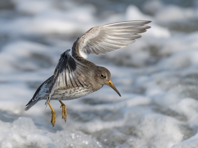 <i class='fa fa-user'></i>&nbsp;woodl&nbsp;|   Paarse Strandloper&nbsp; <i class='fa fa-eye'>&nbsp;334</i> &nbsp;<i class='fa fa-thumbs-up'>&nbsp;2</i> &nbsp; <i class='fa fa-comment-o'>&nbsp;7</i>