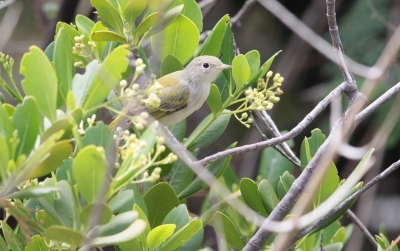 afgelopen week naar Aruba geweest , veel vogels gezien oa deze zanger ik kan hem niet plaatsen omdat het vogelboek dat ik mee had geen duidelijke beschrijvingen geeft van de soorten.
ik dacht in eerste instantie aan een Tennessee zanger , maar de afbeeldingen in het vogelboekje waren te afwijkend.